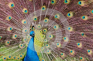 Indian Blue Peacock
