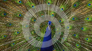 Indian Blue Peacock dancing with his feathers