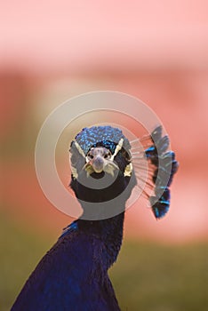 Indian Blue Peacock (Pavo Cristatus)