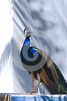 Indian Blue Peacock (Pavo Cristatus) photo