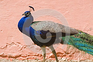 Indian Blue Peacock (Pavo Cristatus) photo