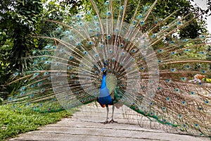 Indian blue peafowl