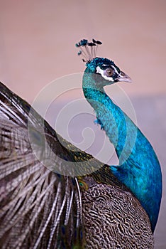Indian Blue Peafowl