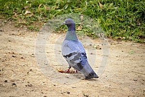 An Indian blue pigeon came and sat on the ground to feed
