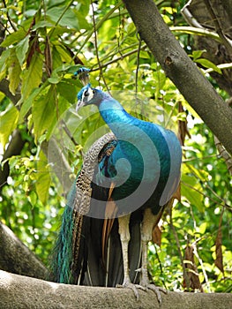 Indian or blue ribbon peacock