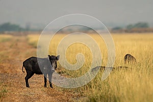 Indian boar or Andamanese or Moupin pig or wild boar a dangerous animal in grassland of jim corbett national park forest