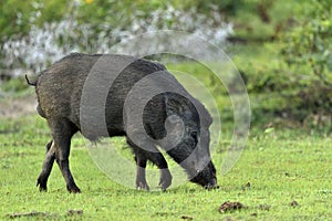 The Indian boar Sus scrofa cristatus