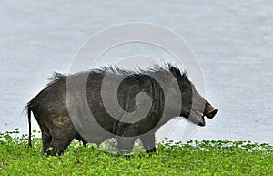 The Indian boar Sus scrofa cristatus