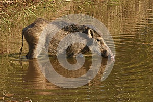 Indian boar, Sus scrofa cristatus, Bandhavgarh Madhya Pradesh, India