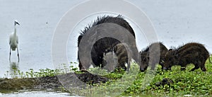 The Indian boar Sus scrofa cristatus and cubs