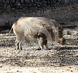Indian boar (Sus scrofa cristatus) enjoying sunshine in a zoo : (pix Sanjiv Shukla)