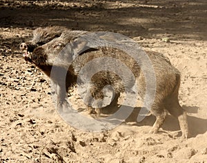 Indian boar (Sus scrofa cristatus) enjoying sunshine in a zoo : (pix Sanjiv Shukla)