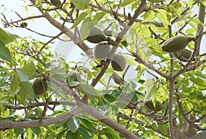 Indian bombax Cotton tree fruits