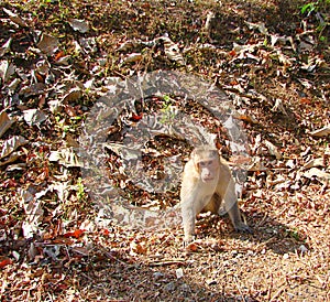 Indian Bonnet Macaque - macaca radiata - on Ground and Looking into Eyes