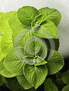 Indian borage or Country borage.fresh Green leaves