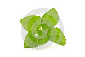 Indian borage, oregano or Plectranthus amboinicus branch green leaves isolated on white background