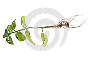 Indian borage, Plectranthus amboinicus