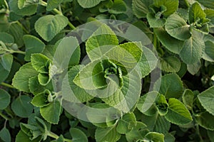 Indian borage, Plectranthus amboinicus (Lour.) Spreng