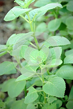 Indian Borage, Po-Ho (Plectranthus amboinicus)