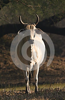 Indian brahman cattle