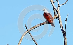 Indian Brahmmy Kite on Tree in Summer