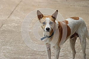 Indian breed dog with neckband and open ears looking at the camera with curiosity