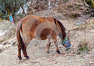 An Indian Breed of Pony Horse - Equus ferus caballus - in Himalayan Mountains Grazing off the Trek during Trekking - India