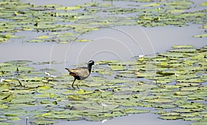 Indian bronzed winged Jacana