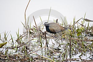 Indian bronzed winged Jacana photo