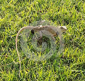 Indian brown lizard  taking sunbath on green grass.