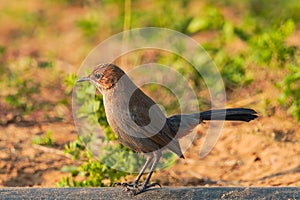 indian brown robin bird
