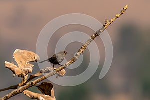 Indian brown Robin on the branch