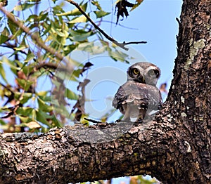 Indian brown spotted owl close up