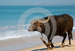 Indian Buffalo on the Beach