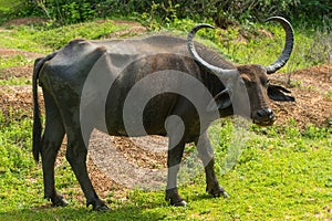 Indian Buffalo in national park Yala, Sri Lanka photo