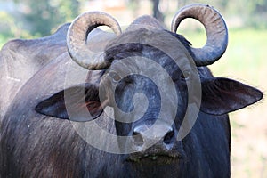 Indian Buffalo (Sri Lanka)