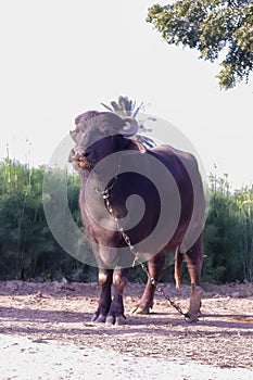 Indian buffalo tied with an iron chain,Take a look at the Indian buffalo in front of the camera,Indian Buffalo resting outside in