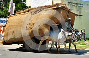 Indian bullock cart