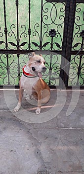 Indian bully dogy sweet and frendly