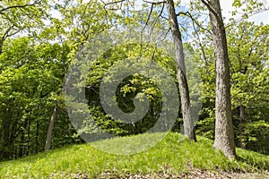 Indian Burial Mound