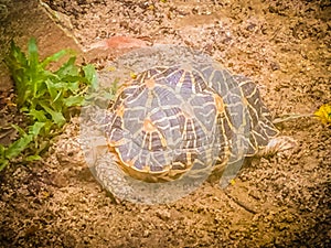 The Indian or Burmese star tortoise, a threatened species of tor