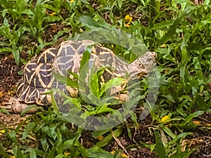 The Indian or Burmese star tortoise, a threatened species of tor
