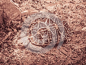 The Indian or Burmese star tortoise, a threatened species of tor