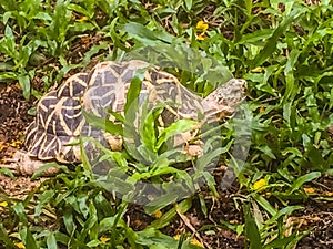 The Indian or Burmese star tortoise, a threatened species of tor