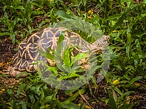 The Indian or Burmese star tortoise, a threatened species of tor