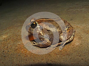 Indian Burrowing Frog, Sphaerotheca breviceps. Sharavathi Wildlife Sanctuary, Karnataka, India