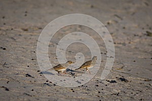 Indian bush lark or Mirafra erythroptera Clicked these beauty in tal chappar india