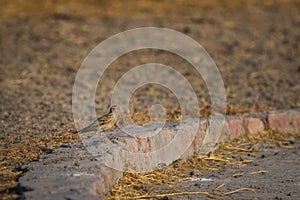 Indian bush lark or Mirafra erythroptera Clicked these beauty in tal chappar india