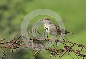 Indian Bushlark Perching on Wired Fence