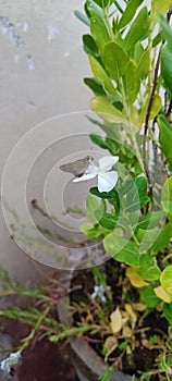 Indian butterfly and flowers please look the flower